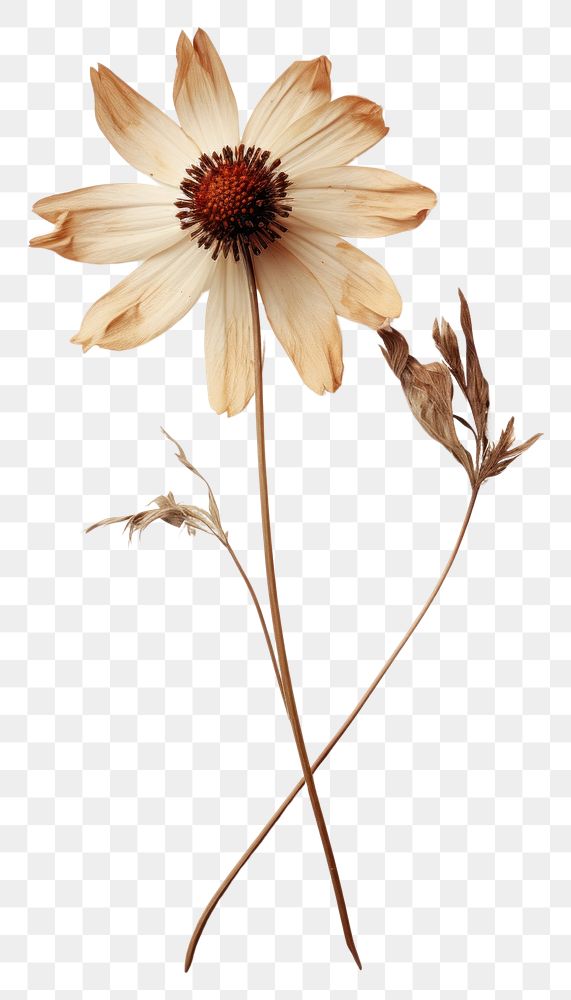 PNG Real Pressed a wildflower petal plant daisy.