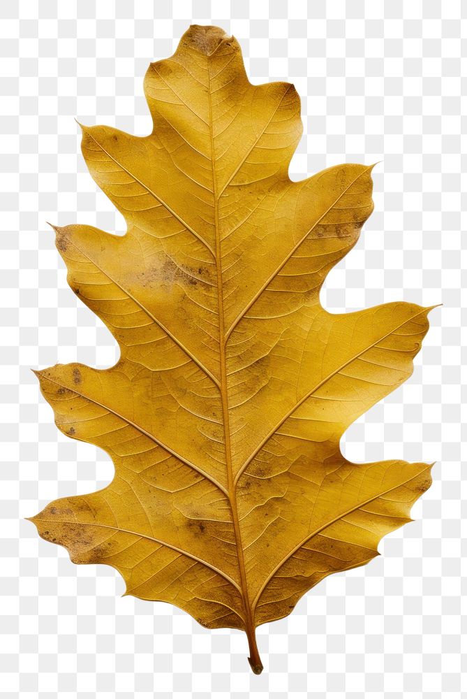 PNG Real Pressed a yellow oak leaf textured leaves plant.