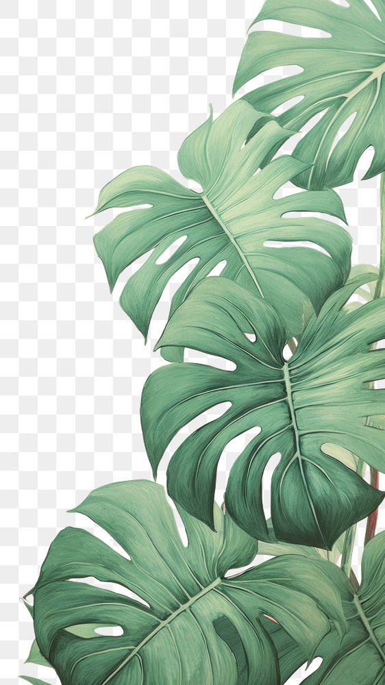 PNG  Wallpaper monstera backgrounds plant green