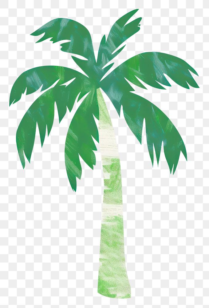 PNG  Palm tree plant leaf white background.