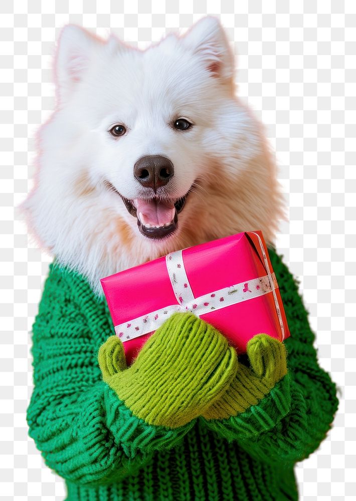 PNG  Samoyed wearing green sweater and gloves portrait holding mammal.