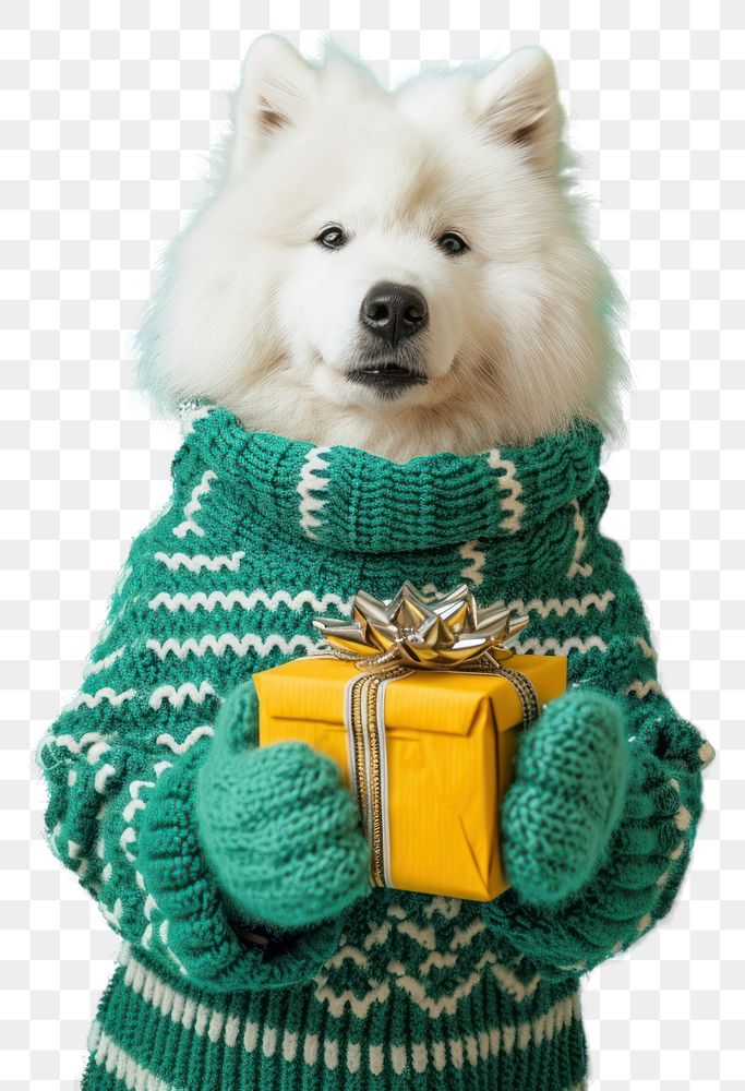 PNG  Samoyed wearing green sweater and gloves portrait mammal animal.