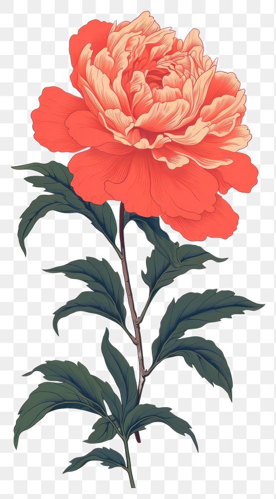PNG  Chinese seamless peony flower plant rose.