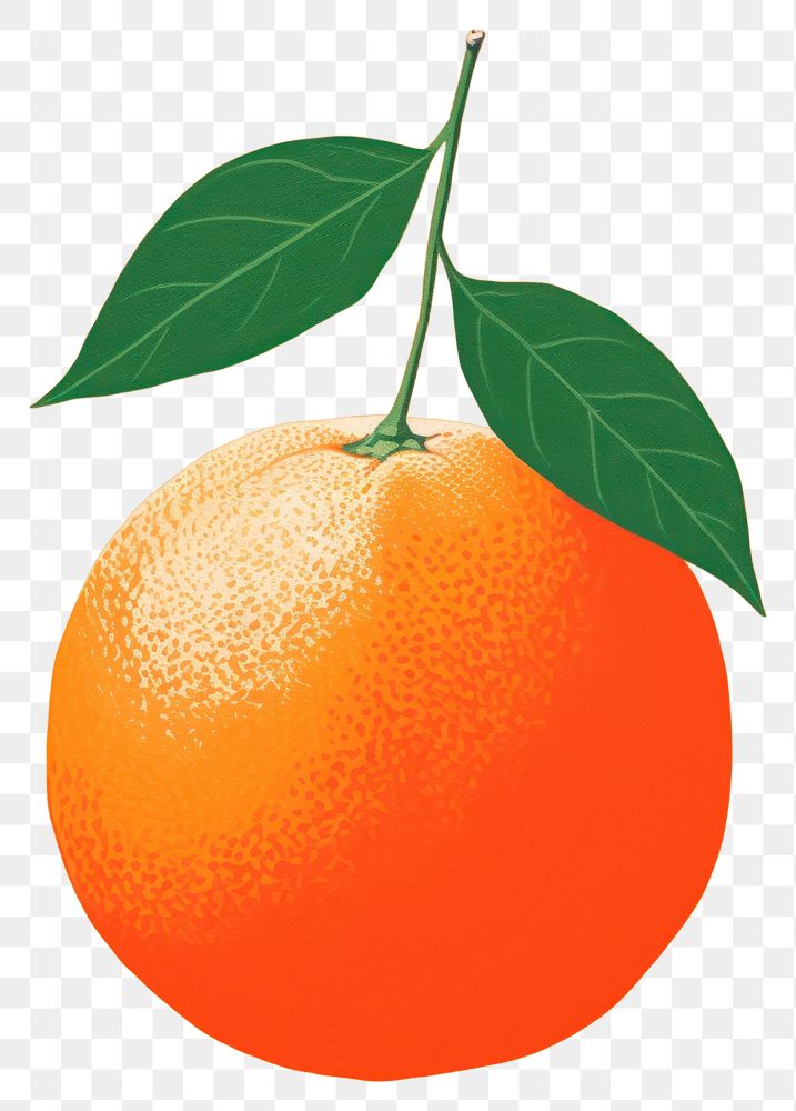 PNG  Chinese orange seamless grapefruit plant food.