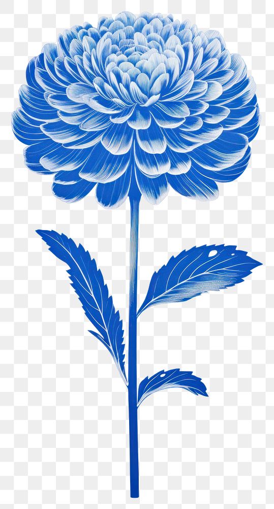 PNG  Chinese flower blue and white dahlia plant art.
