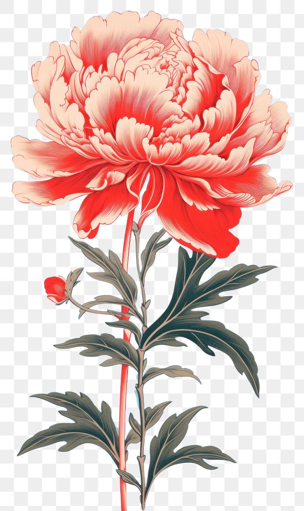 PNG  Chinese seamless peony vintage flower plant art.