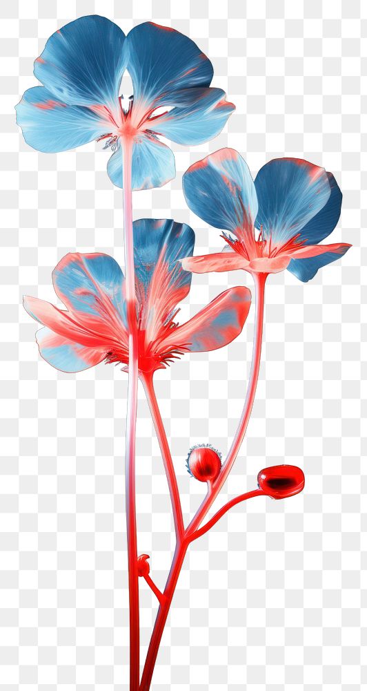 PNG  Flower petal plant blue. AI generated Image by rawpixel.