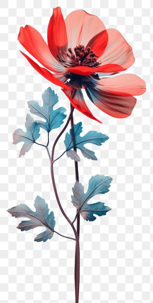 PNG  Flower plant petal poppy. AI generated Image by rawpixel.