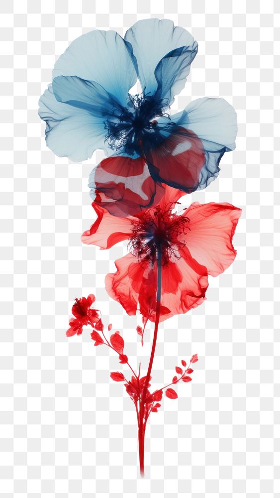 PNG Red and white flower smoky blue petal plant art. AI generated Image by rawpixel.