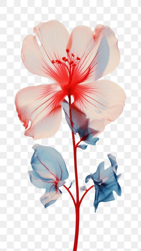 PNG Red and white flower smoky blue hibiscus blossom petal. AI generated Image by rawpixel.