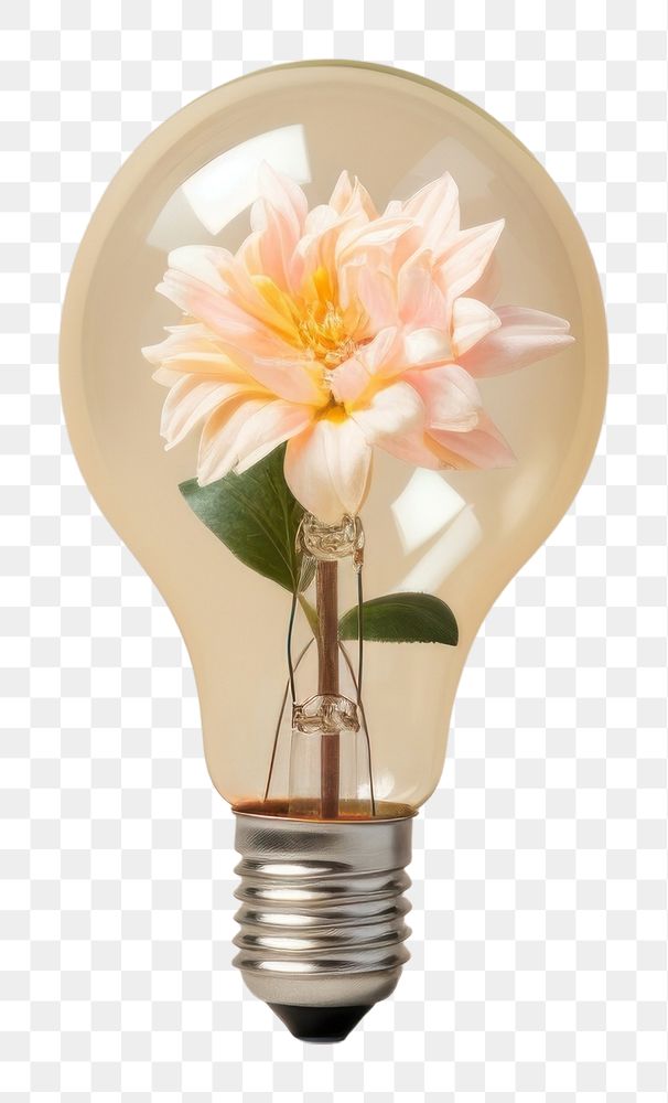 PNG  Light bulb with flower lightbulb innovation inflorescence.