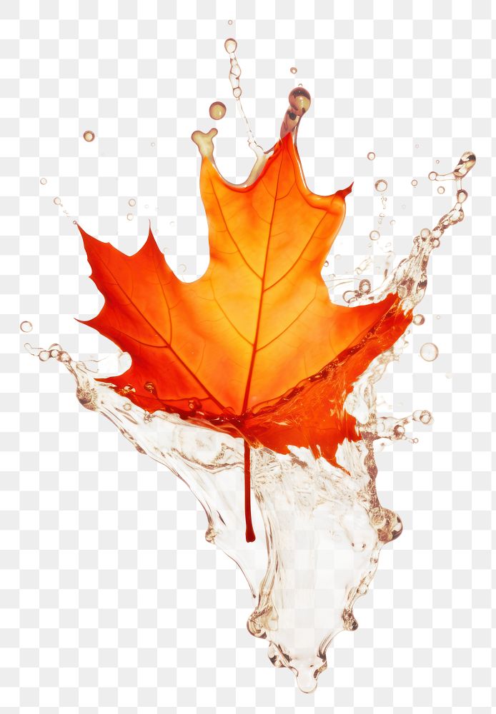 PNG Autumn maple plant leaf. AI generated Image by rawpixel.