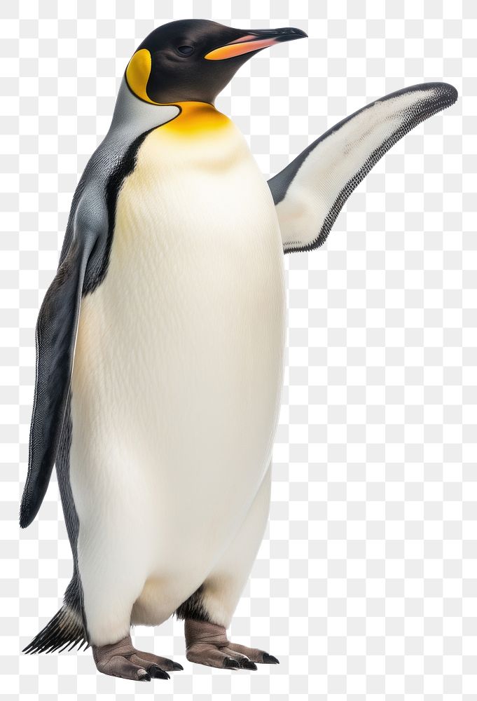 PNG Emperor penguin animal bird white background.