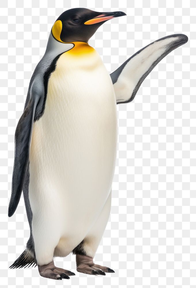 PNG Emperor penguin animal bird 