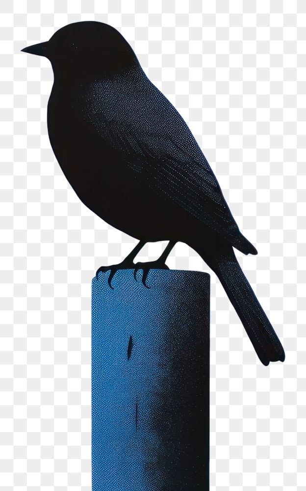 PNG Blue bird animal black.