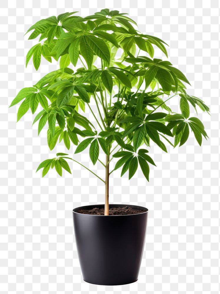 PNG Plant leaf tree houseplant.