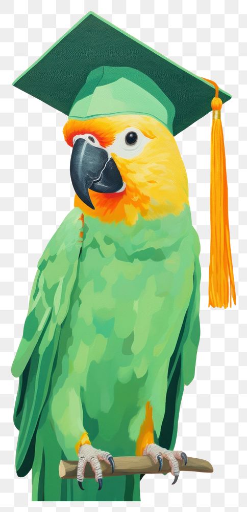 PNG A parrot graduates wearing a graduation gown animal bird beak.