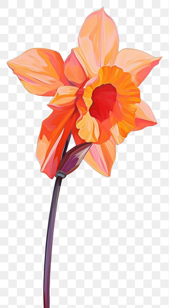 PNG A daffodil flower plant red.