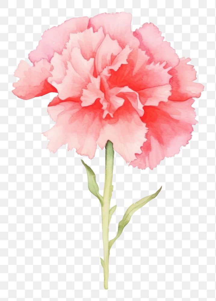 PNG Background carnation flower plant rose.