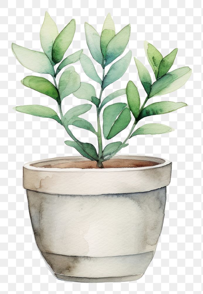 PNG Background flower pot plant leaf vase.