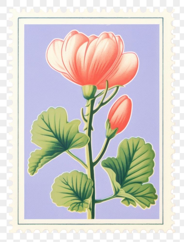 PNG  Cute Cyclamen Risograph style flower plant inflorescence.