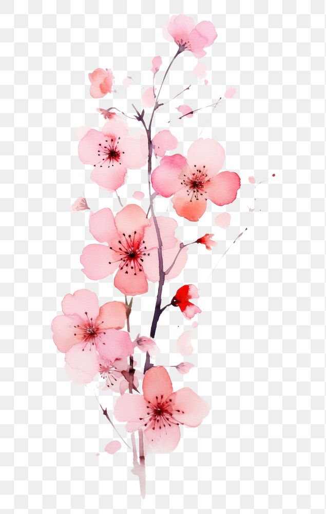 PNG Pink flowers wallpaper blossom nature plant.