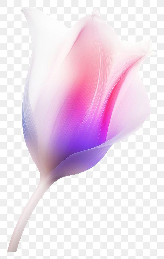 PNG  Abstract blurred gradient illustration Tulip tulip flower purple