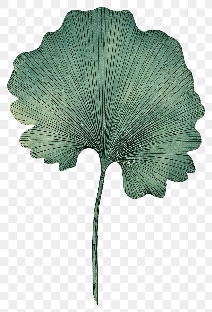 PNG Japanese wood block print illustration of ginkgo leaf drawing sketch plant.
