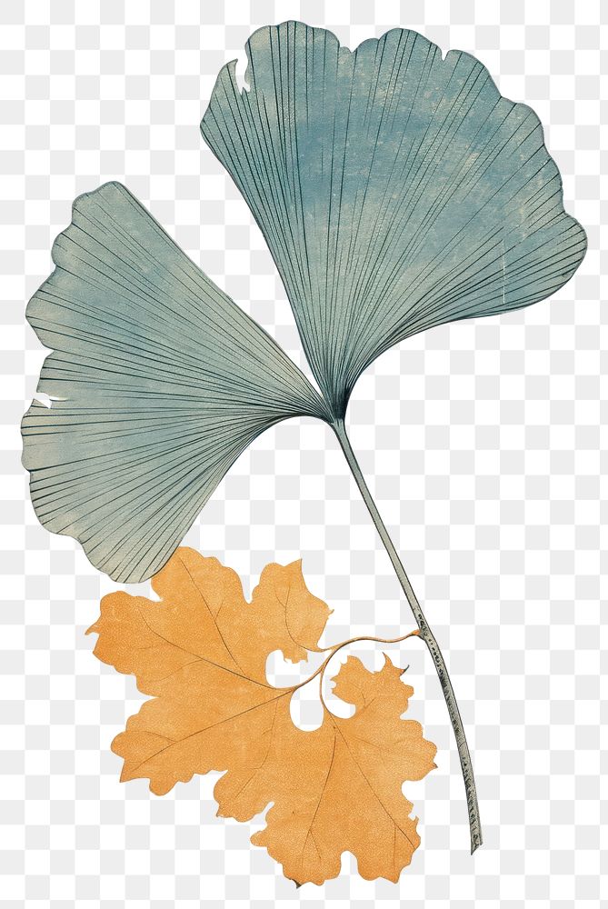 PNG Japanese wood block print illustration of ginkgo leaf plant art creativity.
