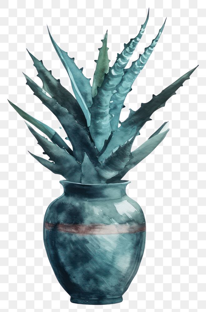 PNG  Vase watercolor aloe plant art.