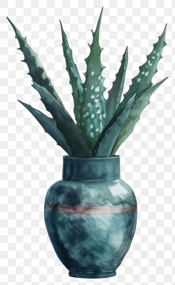 PNG  Vase watercolor aloe plant xanthorrhoeaceae.