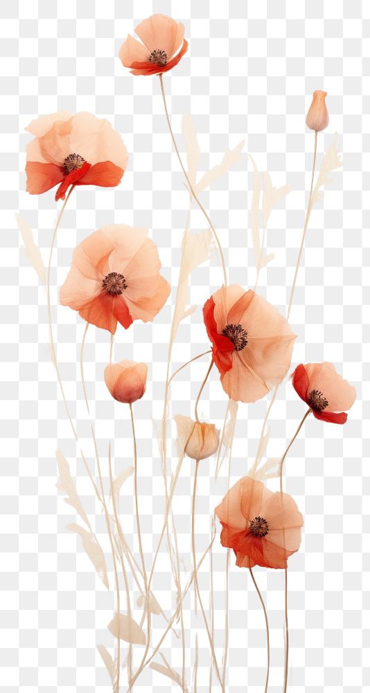 PNG Real pressed poppy flowers petal plant red.
