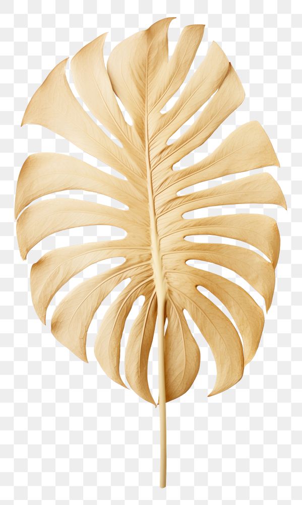 PNG Real pressed monstera leaf plant accessories handicraft.