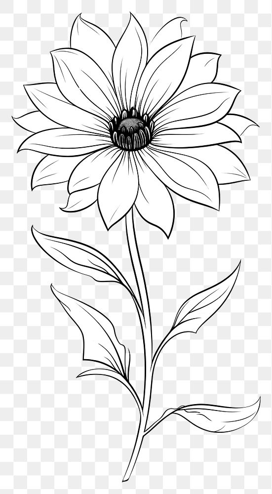 PNG A flower drawing pattern sketch.