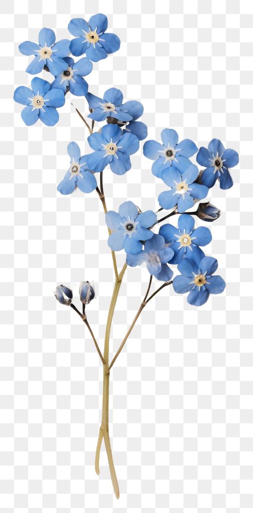 PNG Pressed Forget-Me-Nots flower forget-me-not petal