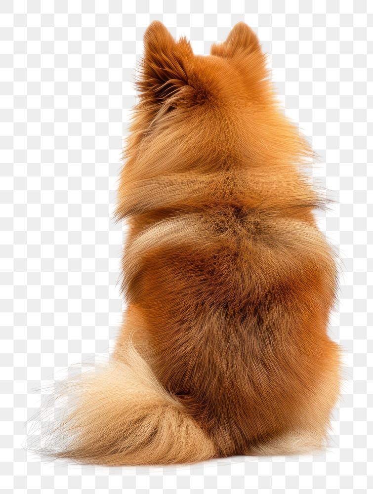PNG Pomeranian dog mammal animal.