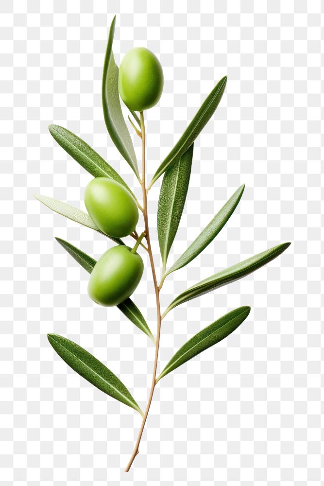 PNG Olive leaves with olives branch plant leaf tree.