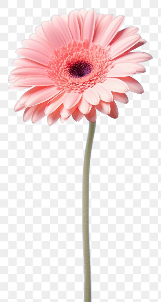 PNG Gerbera flower petal daisy