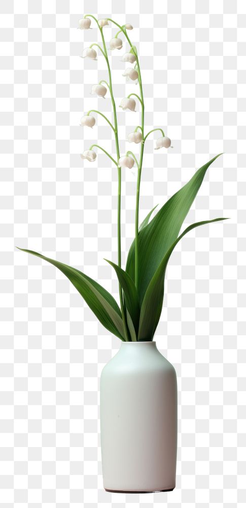 PNG Lily of the valley flower plant vase.