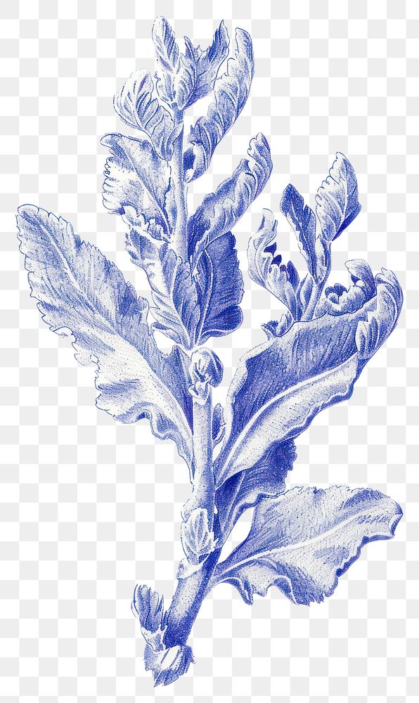 PNG Vintage drawing chenille plant sketch leaf illustrated.