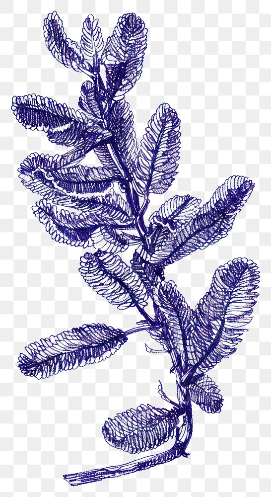 PNG Vintage drawing chenille plant sketch leaf illustrated.
