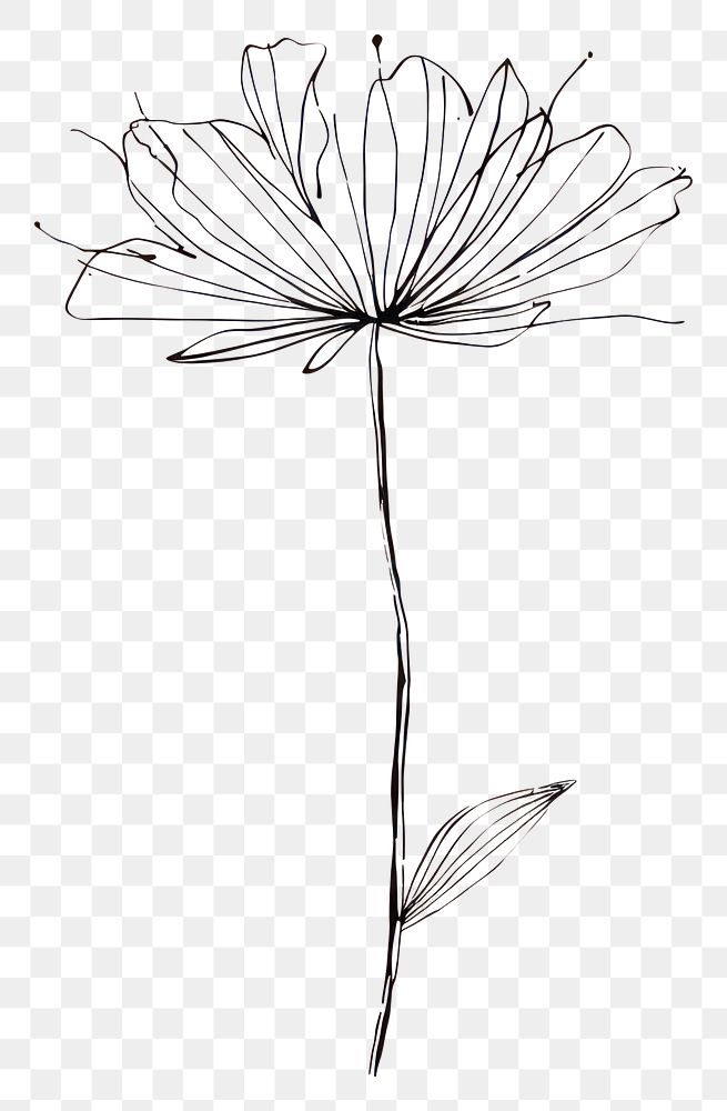 PNG Dandelion drawing flower sketch