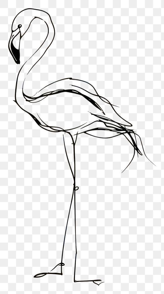 PNG Flamingo drawing animal bird.
