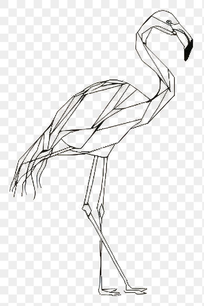 PNG Flamingo drawing animal bird.