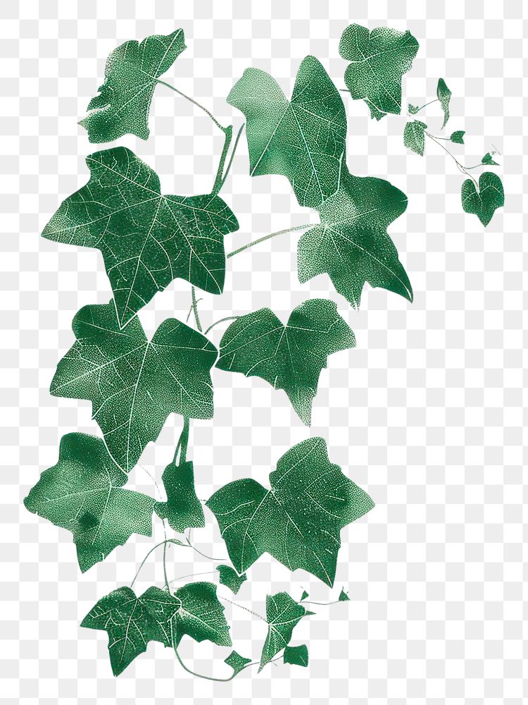 PNG  Risograph printing illustration of ivy plant leaf pattern.