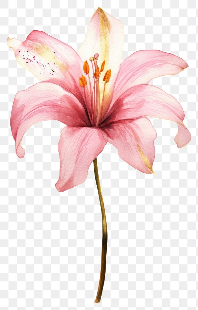 PNG Pink lily blossom flower petal