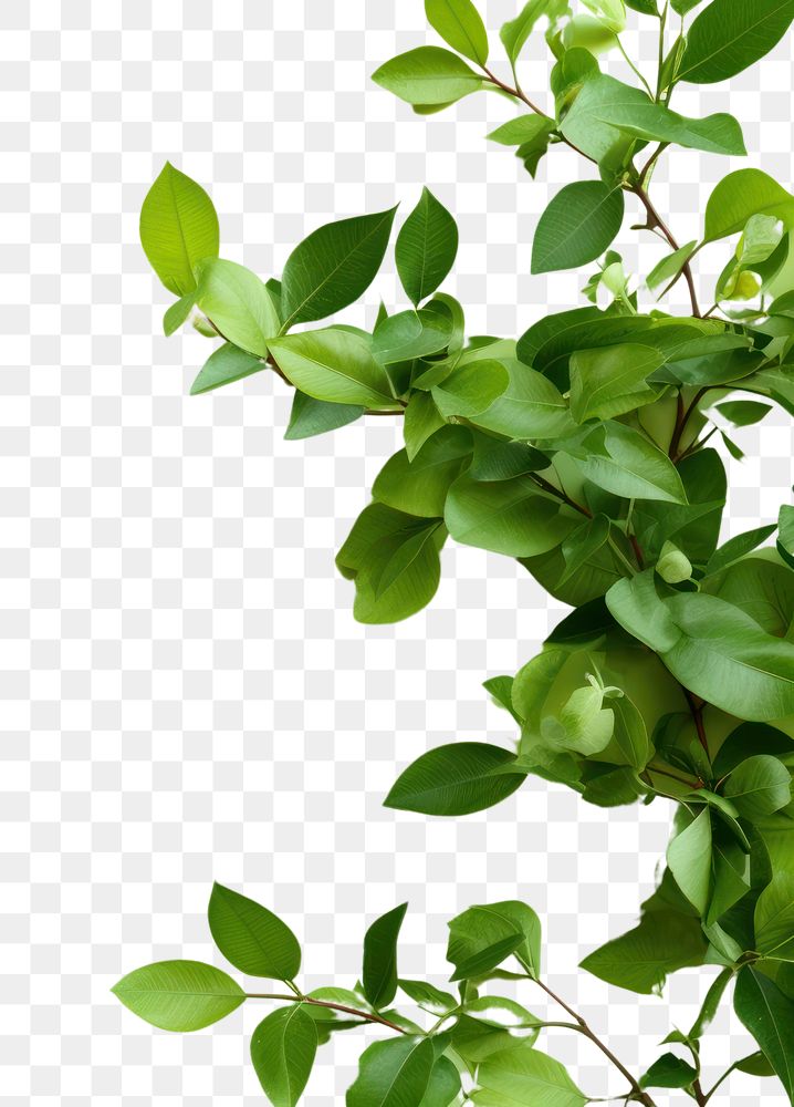 PNG Plant green herbs leaf