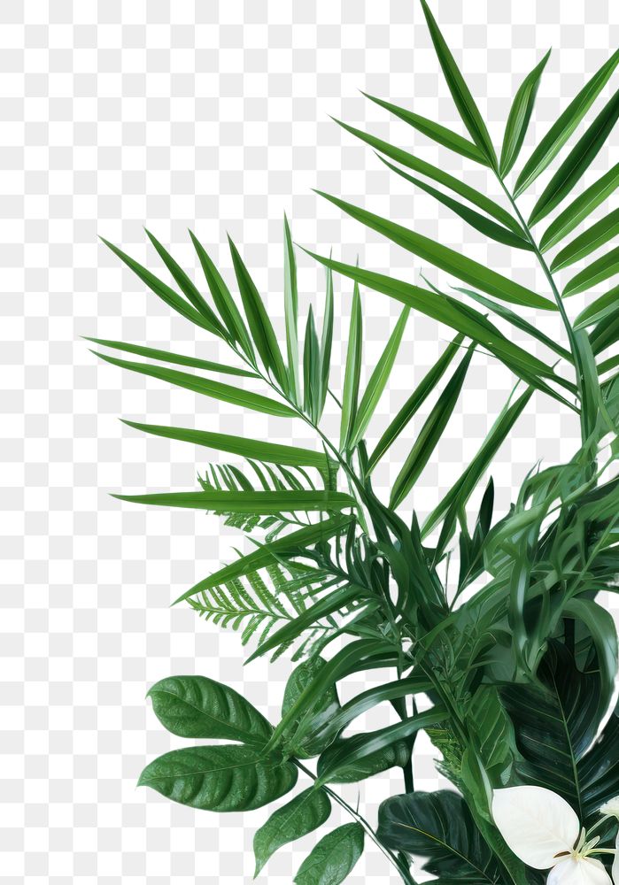 PNG Plant leaf tree backgrounds.