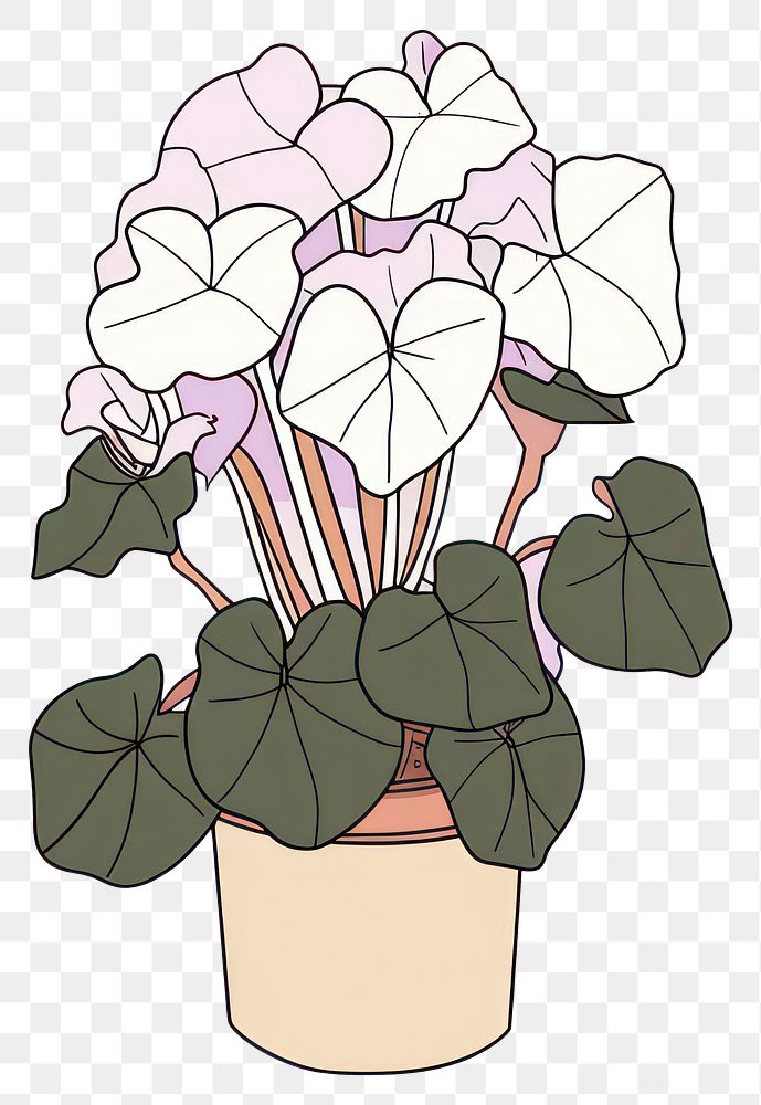 PNG Caladium plant houseplant flower sketch.