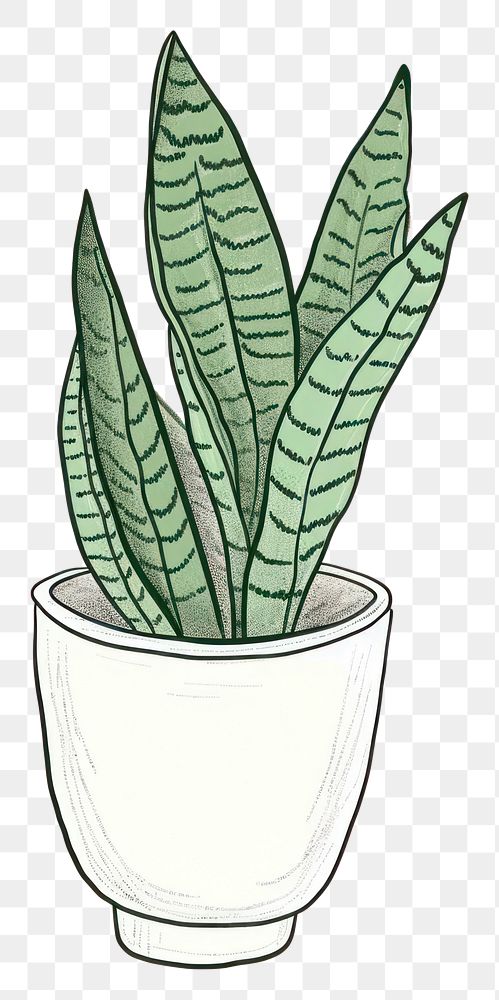 PNG Snake plant in a white pot houseplant leaf flowerpot.